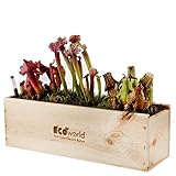 Ecoworld Box Fleischfressende Pflanzen - 3 Fleischfressende Pflanze - Sarracenia - Nachhaltige Holzkiste - Inkl. praktischer Feuchtigkeitsmeseer